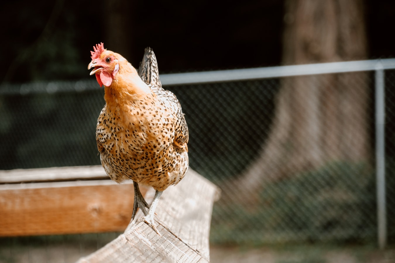 Aturan Dan Cara Bermain Judi Adu Ayam