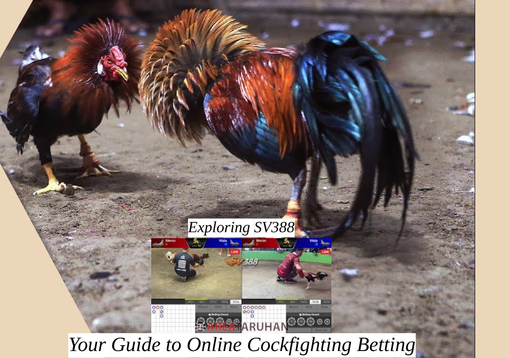 Exploring SV388_ Your Guide to Online Cockfighting Betting